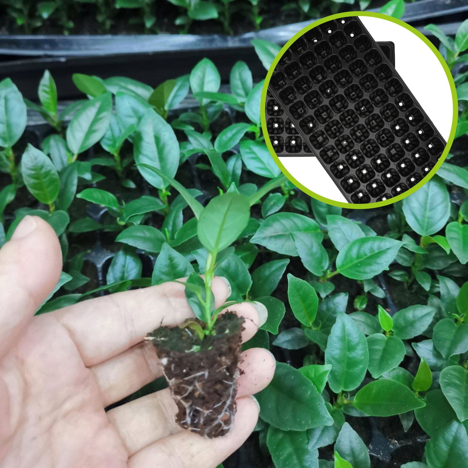 YSNOOWE Growing Tray 10Pcs Black PVC Grid Design for Seed Germination Ventilated