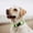 Lime Green, variant on Mile High Life Dog Collar | Nylon Reflective Dog Collars | Light Weight Puppy Collars | Pink Dog Collars for Medium Dogs (Solid Pink, Medium)