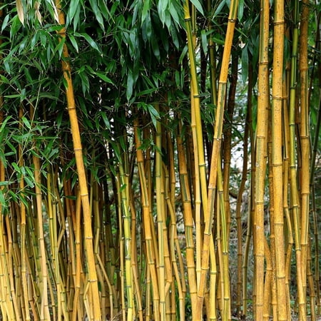 Bamboo–Phyllostachys aureosulcata 'Spectabilis'–Fast–growing ornamental plant 3 Gallon