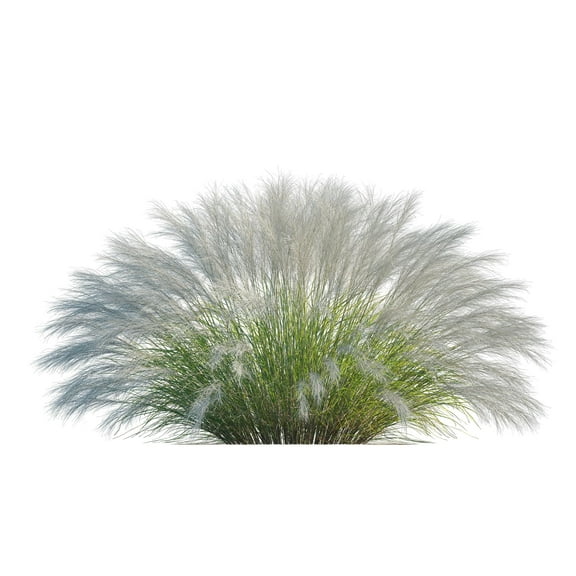 Mexican Feather Grass Seeds for Planting (50 Seeds) - Stipa tenuissima - Great for Landscaping and Garden