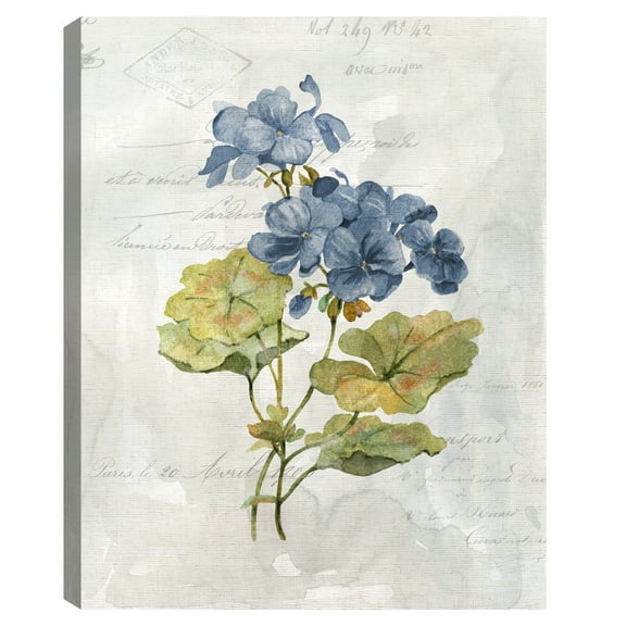 Blue Linen Geranium by Carol Robinson Canvas Art Print
