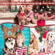 thumbnail image 5 of Bandanas Newwiee Christmas, 100 unidades, para mascotas, gatos y perros, 5 of 6