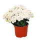 thumbnail image 4 of planta natural kalanchoe 40 x 30 cm con maceta de plástico, 4 of 5