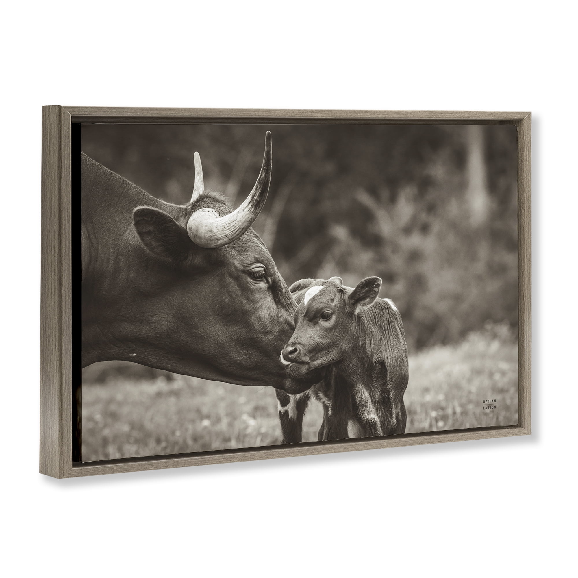 Stupell Industries Longhorn Kiss Photography Animals Photography Brown Floater Framed Canvas Art Print Wall Art, 31 x 21