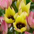thumbnail image 4 of Sunny Garnet Tulip Mix Flower Bulbs - 15 Bulbs per Pack - Deer Resistant - Grows Well In Containers - Naturalizing - Perennializing - Easy to Grow Live Plants - Outdoor Garden, 4 of 6