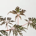 thumbnail image 4 of Perfect Plants Orangeola Japanese Maple Tree 1 Gallon, 4 of 6