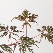 Perfect Plants Orangeola Japanese Maple Tree 1 Gallon