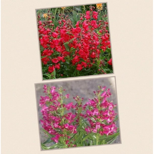 Better Homes Gardens 2 5qt Penstemon Riding Hood Walmart Com Walmart Com