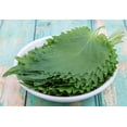 thumbnail image 2 of Green Shiso Seeds for Planting (200+ Seeds) Tangy Japanese Herb, Sushi Bar, Asian Heirloom, Cool Weather, Fragrant and Delicious - Perilla frutescens VAR. crispa, 2 of 3