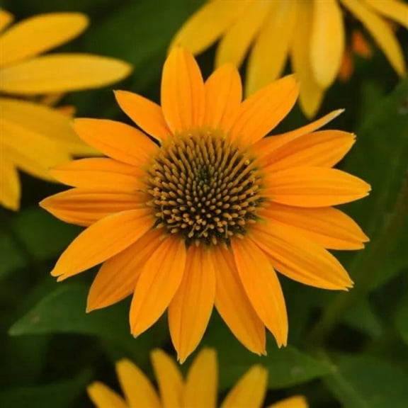 50 Yellow Ombre Coneflower Seeds, Echinacea Perennial Flower Seeds for Full Sun Gardens