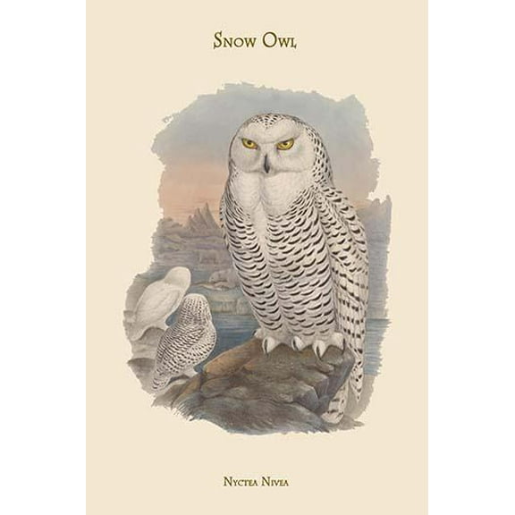 Nyctea Nivea - Snow Owl-Fine Art Canvas Print (20" x 30")