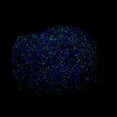 thumbnail image 3 of Twinkling Tree Thinking Putty with Blacklight Keychain Crazy Aarons Putty, 3 of 3