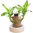 thumbnail image 2 of Brazilian Wood Plant, Easy Grow Lucky Wood Plant, Easy Care Brazilian Wood Hydroponic Plant, Brazillian Wood Money Tree, 2 of 9