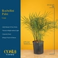 thumbnail image 6 of Costa Farms 36" Tall Phoenix Roebelenii, Bright Indirect Sunlight, Indoor Live House Plants, 6 of 9