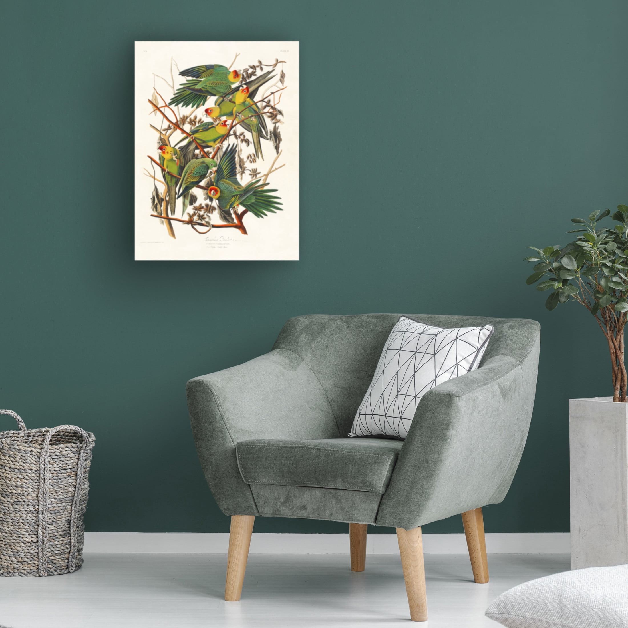 Trademark Fine Art Pictufy Carolina Parrot From Birds of America 1827 Canvas Wall Art