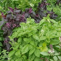 Ornamental Mixture Basil Seeds - 0.25 Oz ~4750 Seeds - Non-GMO - Growing Microgreens, Herb Garden - Ocimum basilicum