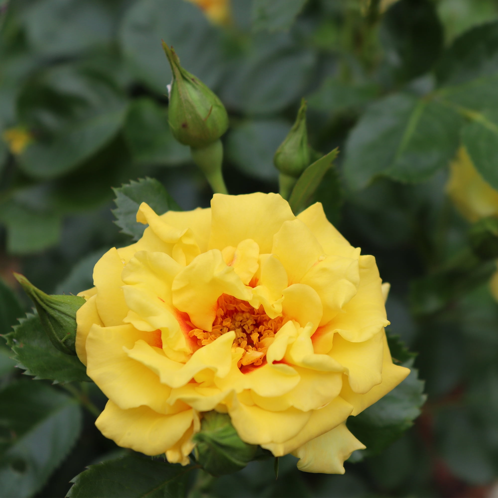 Proven Winners ColorChoice Rise Up Ringo Rose Live Shrub (2 Gallon)