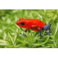 thumbnail image 2 of Jones, Adam 32x23 White Modern Wood Framed Museum Art Print Titled - Blue-jeans frog-Strawberry poison dart frog, 2 of 4