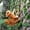 A, variant on Zeceouar Summer Supplies for Garden & Patio, Climbing Little Monkey Little Squirrels er Pot Hanger Balcony Garden Outdoor Garden Decoration Decoration Decoration