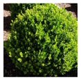 Winter Green Korean Boxwood 10 Live Plants Buxus Microphylla Fast