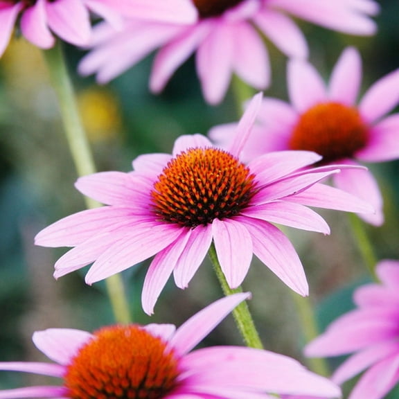 Magnus Purple Coneflower Flower Root - Attracts Butterflies and Hummingbirds - Deer Resistant - Good as Cut Flowers - Naturalizing - Perennializing - Easy to Grow Live Plants - Outdoor Garden