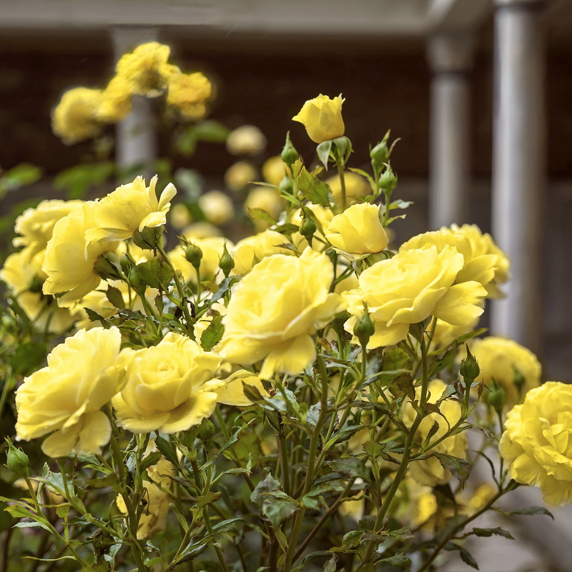 2 gal Live Rose Yellow Mini Flora with Yellow Flowers