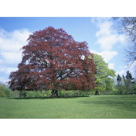 Copper Beech Tree - Copper Beech Tree, Croft Castle, Herefordshire, England, United Kingdom Print Wall Art By David Hunter