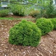 thumbnail image 4 of Little Giant Arborvitae  1 Live Gallon Size Plant  Dwarf Evergreen Shrub, Perfect for Landscaping & Privacy, Low Maintenance, Hardy & Drought Tolerant, 4 of 7