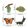 thumbnail image 3 of Fridja 4 Piece Insect Figure Butterfly Life Cycle Plastic Brood To Mature Period, 3 of 6