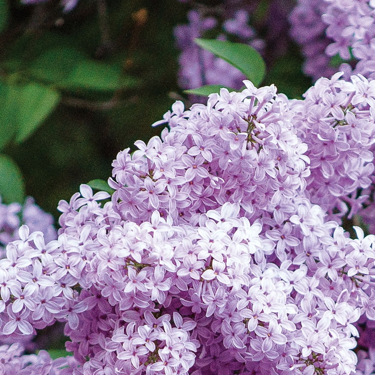 Expert Gardener Lilac Syringa Vulgaris Dormant Bare Root - Purple