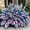 MidnightBlue-a, variant on Fast Growing, Hostas Planting-(Non-Artificial)- Garden Stakes-Bloom Year After Year, Home Decoration-Ornamental-PremiumBeautiful Gift Garden-