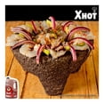 thumbnail image 3 of Salsa para alitas y botanas Mr Wings Sabor Xhot 4 Kg, 3 of 4