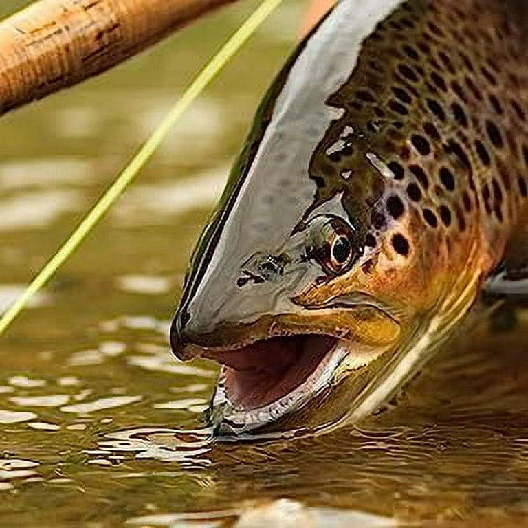 RoxStar Fishing Fly Shop | 48pk Trophy Trout Fly Assortment | Wet & Dry Trout Flies | Gift Box Included. | Proudly Made in The USA