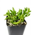 thumbnail image 3 of Senecio String of Bananas Succulent - 2 inch, 3 of 3