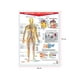 thumbnail image 2 of POSTER SISTEMA CIRCULATORIO Educatodo B-0001-I, 2 of 2