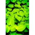 thumbnail image 2 of Hausenflock, Alan 13x18 White Modern Wood Framed Museum Art Print Titled - Heart Profusion, 2 of 4