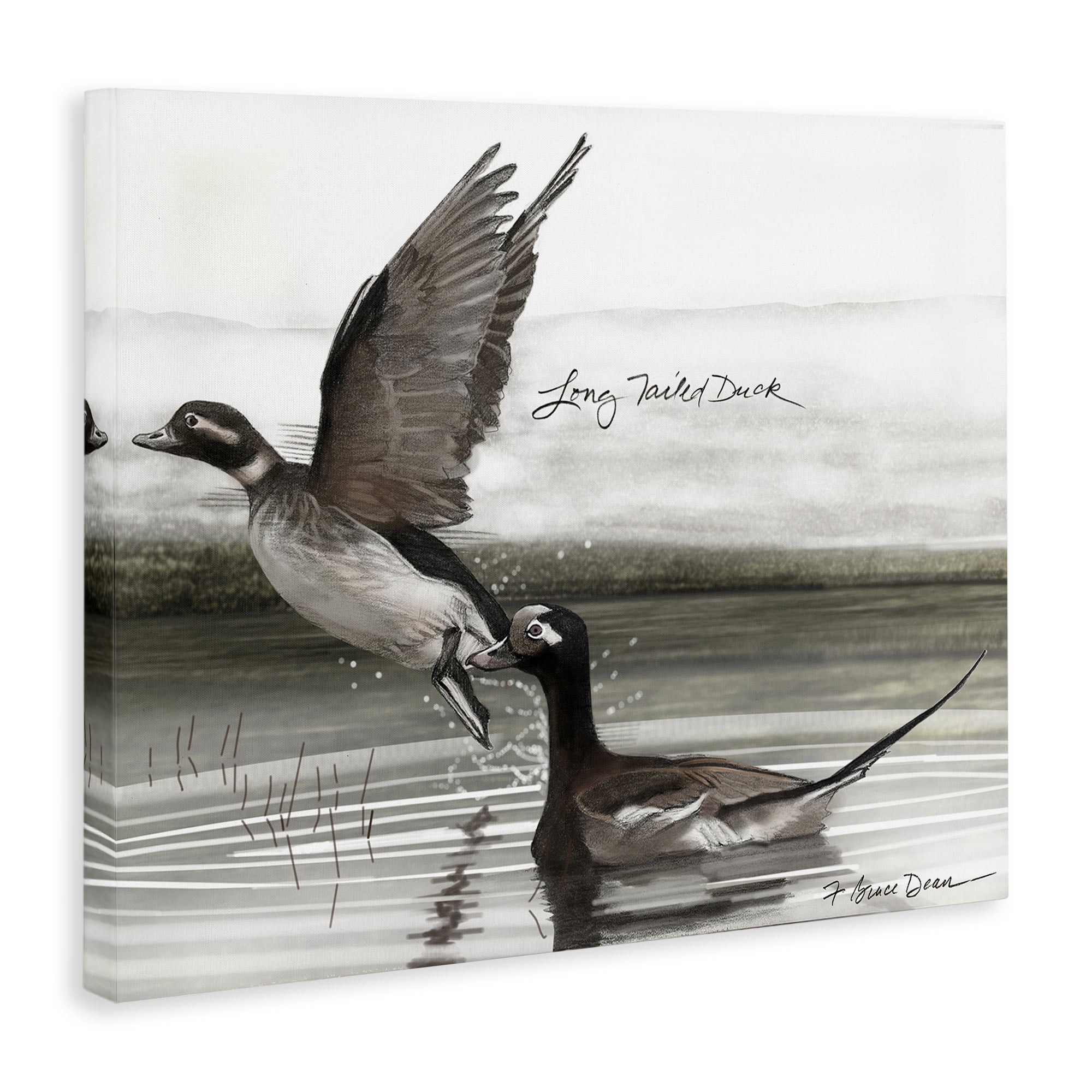 Stupell Industries Long Tailed Duck Animals & Insects Painting Gallery Wrapped Canvas Art Print Wall Art, 20 x 16