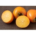 thumbnail image 3 of 5 Seeds JAPANESE PERSIMMON Tree Asian Diospyros Kaki Orange Red Fruit, 3 of 10