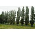 thumbnail image 3 of Lombardy Poplar Trees for Planting - Great for Privacy, Wind Block, Fast Growing Trees (25 Cuttings), 3 of 3