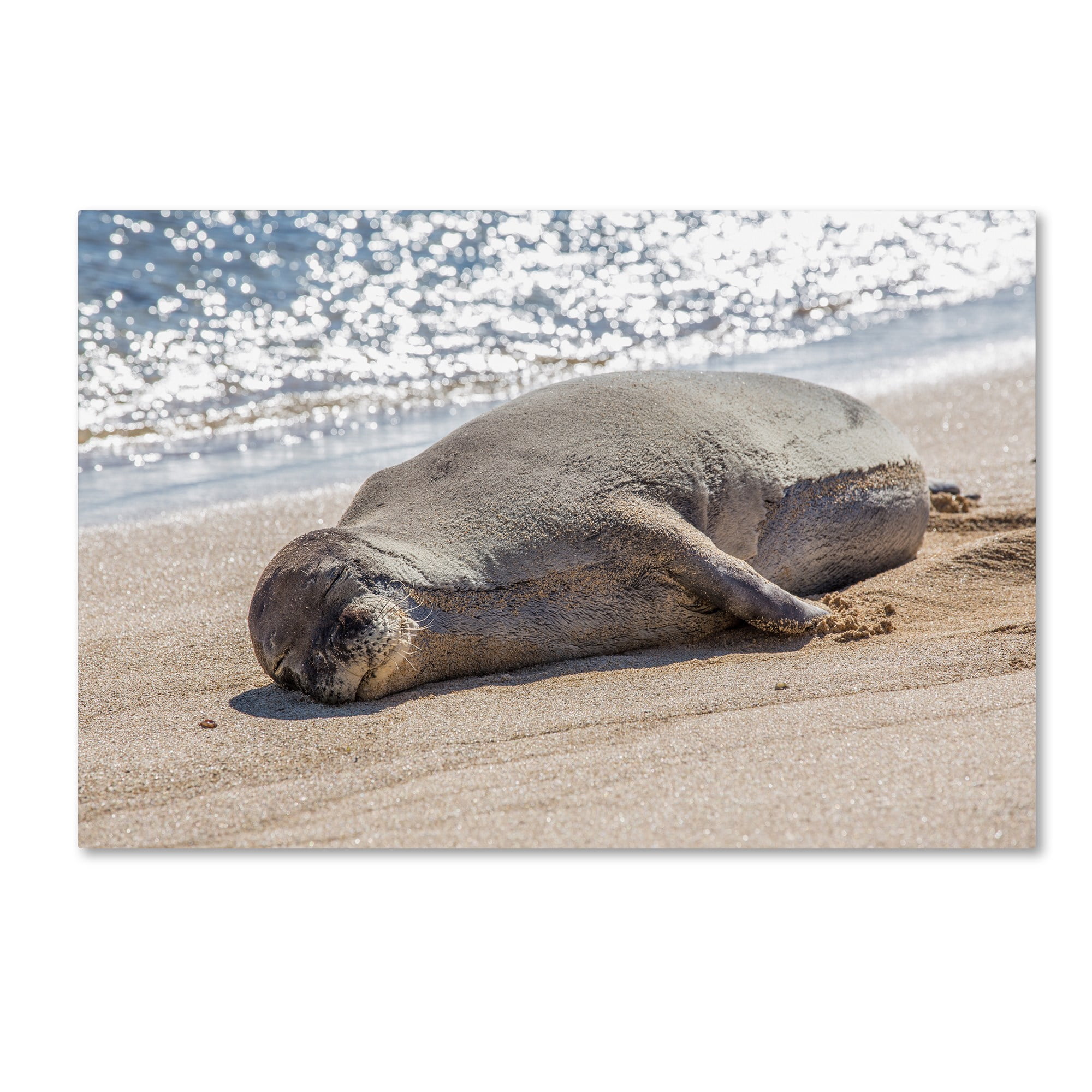 Trademark Fine Art 'Hawaiian Monk Seal' Canvas Art by Pierre Leclerc
