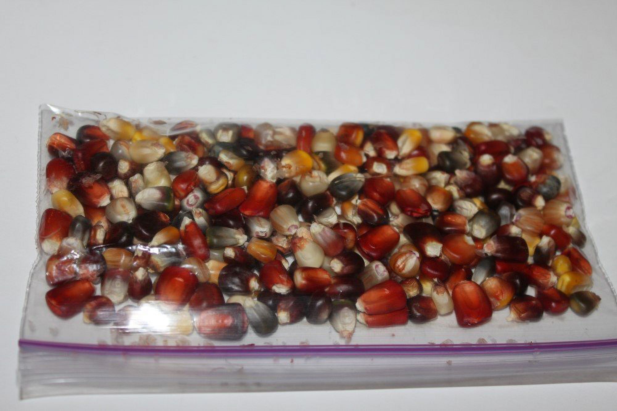 Rare Giant Indian Corn Seeds – 50X, Colorful Ornamental Ears, Easy To Grow