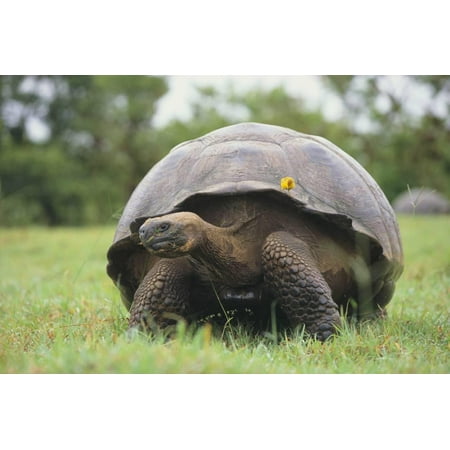 Galapagos Tortoise in the Grass Print Wall Art By