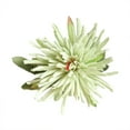 thumbnail image 1 of Crisantemo de Pinza de Cangrejo Xihbxyly Flores Simuladas Plantas Artificiales Flores Falsas Vivos, 1 of 2