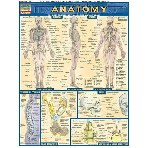 Anatomy (Other)