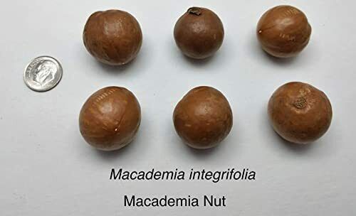 5 Macadamia Nut Tree Seeds Macadamia Integrifolia Ships from Iowa USA - image 4 of 4