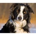 thumbnail image 2 of CafePress - Border Collie 2 Throw Blanket - Soft Fleece Throw Blanket, 50"x60" for All Ages, 2 of 2