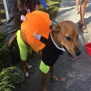 Dog outfit top carrying present