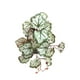 thumbnail image 1 of Injueey Plantas artificiales vibrantes para terrarios - Ilumina el espacio habitable Plantas de jardín Balcón artificial Hoja de raíz de Type3 NO3, 1 of 6