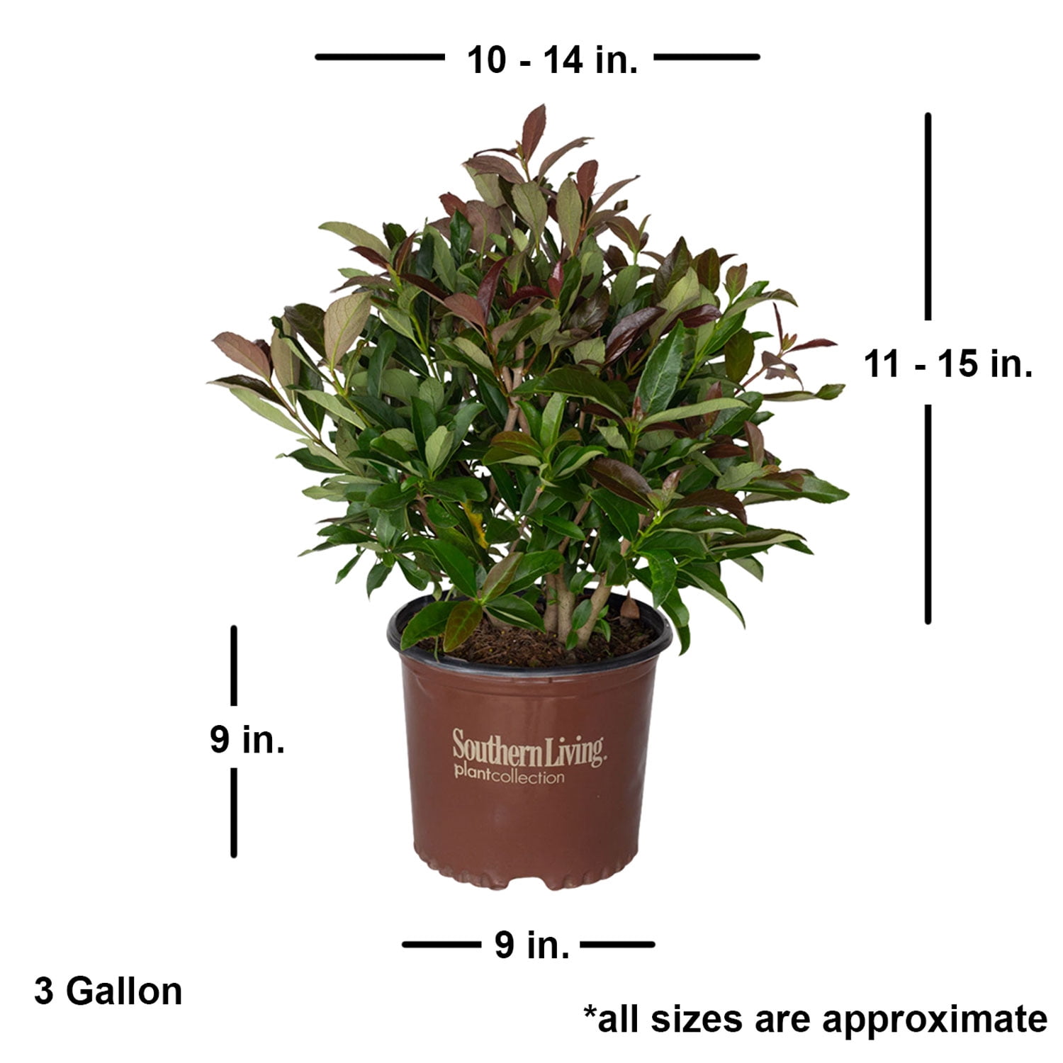 Southern Living Coppertop Sweet Viburnum Live Shrub in 3-Gallon Grower Pot