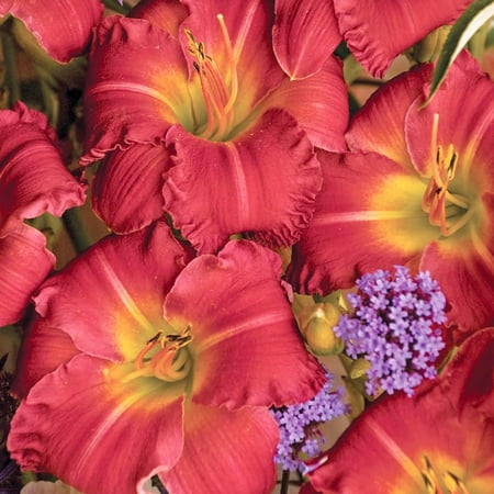 Earlybird Cardinal Re-Blooming Daylily Flower Root - Long Blooming Perennial - Ready to Plant Bulbs - Easy to Grow Live Plant - Attracts Butterflies and Hummingbirds